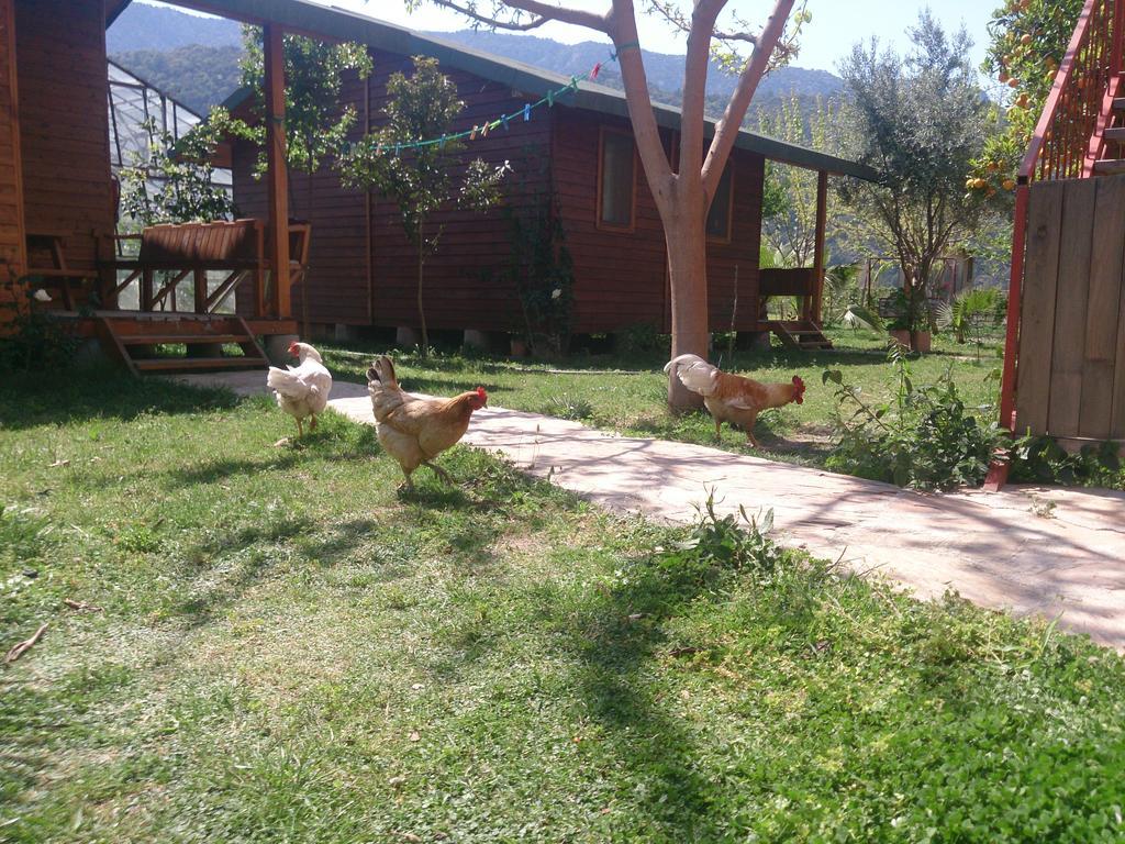 Sera Pansiyon Çıralı Extérieur photo